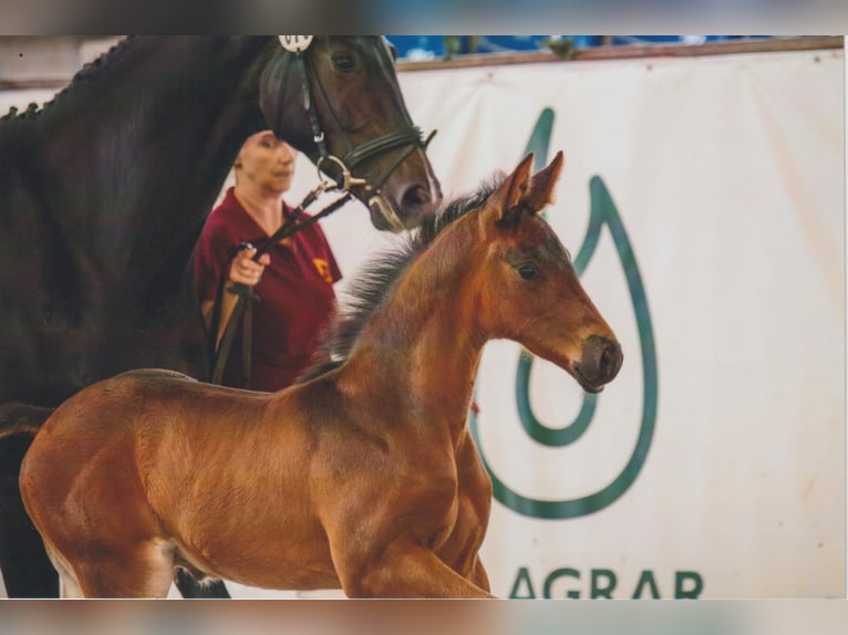 Caballo de deporte alemán Semental  168 cm Castaño oscuro in Bad D&#xFC;ben