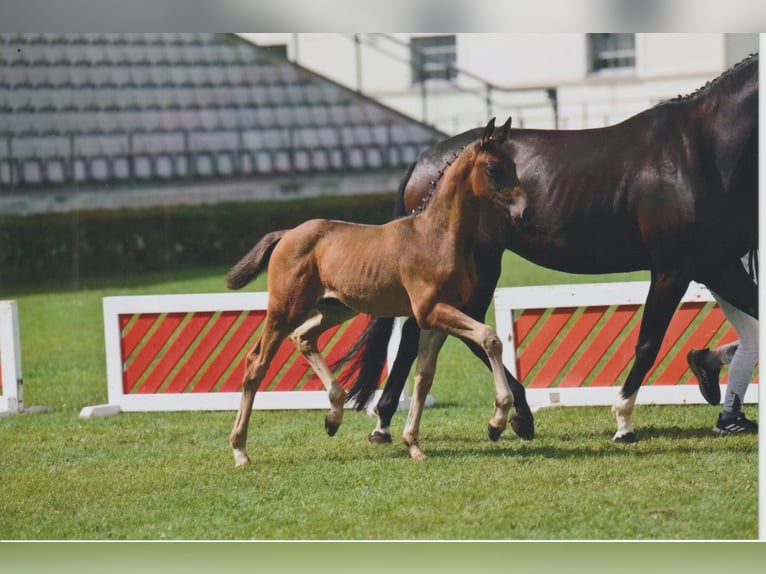 Caballo de deporte alemán Semental Potro (05/2025) 168 cm Castaño oscuro in Bad D&#xFC;ben