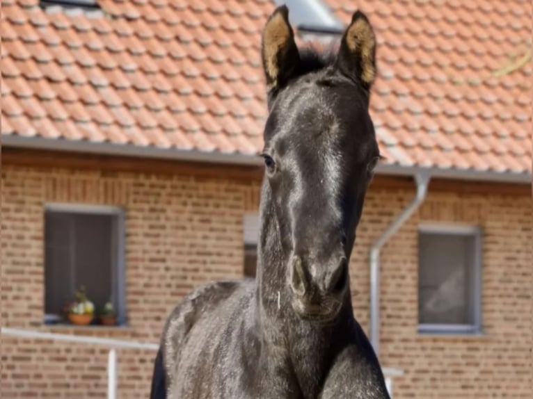 Caballo de deporte alemán Semental  168 cm Negro in Aland