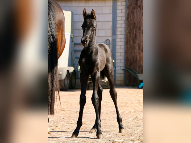 Caballo de deporte alemán Semental  168 cm Negro in Aland