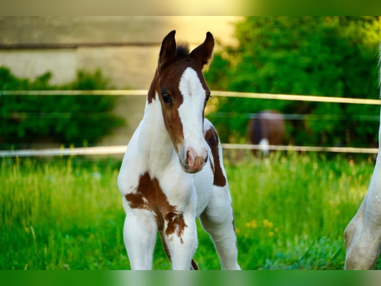 Caballo de deporte alemán Semental  168 cm Pío in Sommersdorf