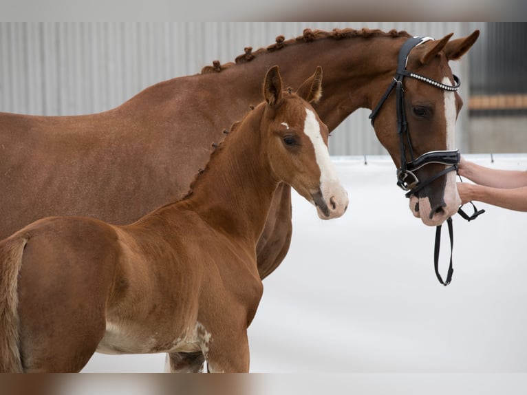 Caballo de deporte alemán Semental Potro (05/2024) 169 cm Alazán in Belgern