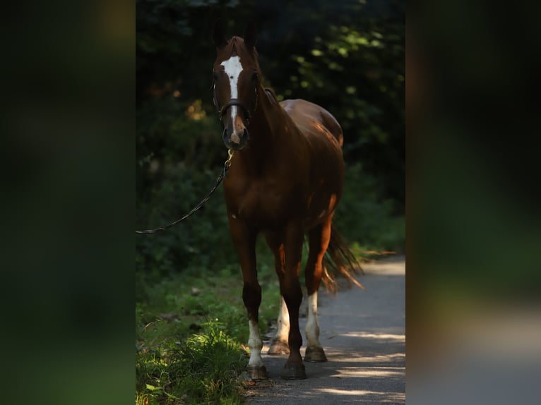 Caballo de deporte alemán Semental  170 cm Alazán in Pirow