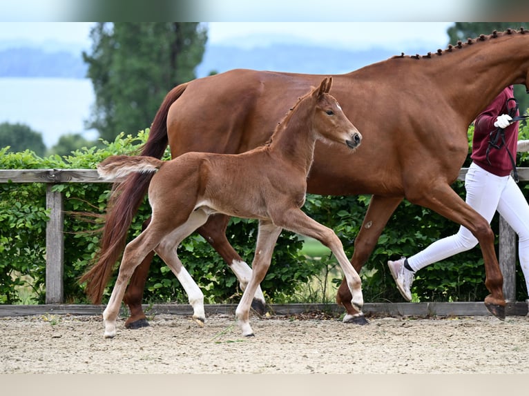 Caballo de deporte alemán Semental Potro (05/2026) 170 cm Alazán-tostado in Bad Birnbach