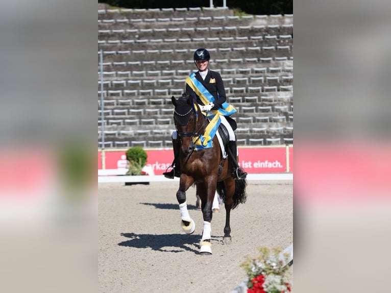 Caballo de deporte alemán Semental Potro (05/2026) 170 cm Alazán-tostado in Bad Birnbach