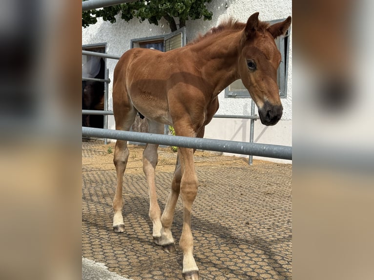 Caballo de deporte alemán Semental  170 cm Alazán-tostado in Schnaitsee