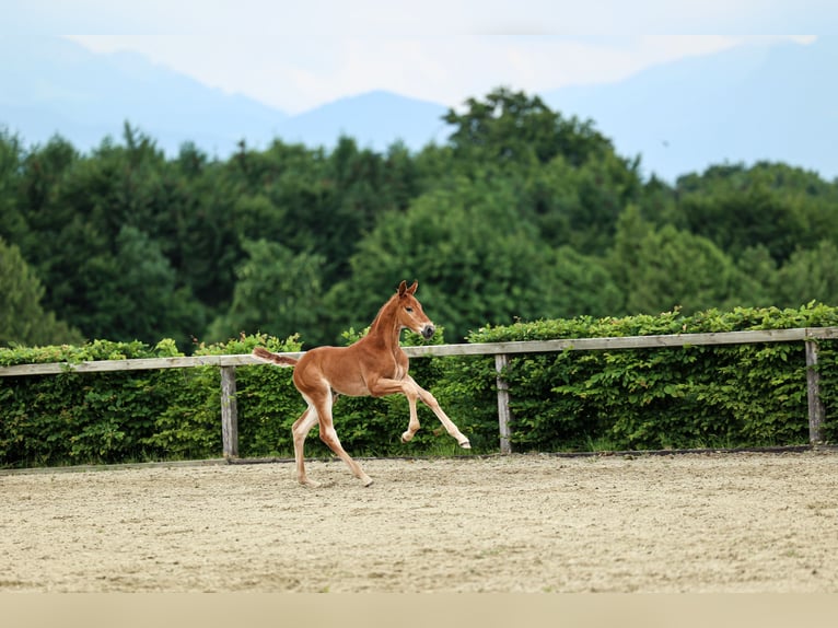 Caballo de deporte alemán Semental  170 cm Alazán-tostado in Schnaitsee