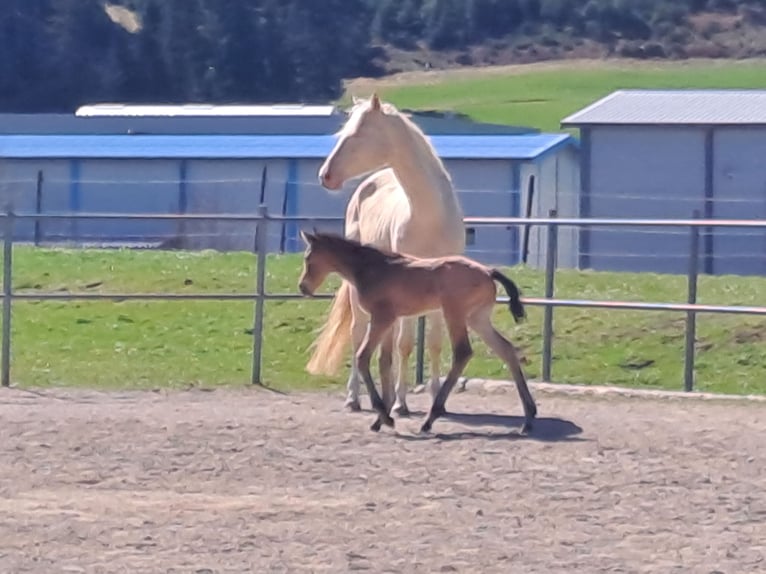 Caballo de deporte alemán Semental  170 cm Buckskin/Bayo in Stiefenhofen