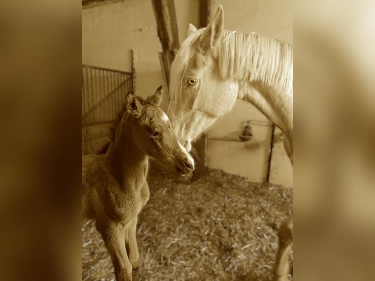 Caballo de deporte alemán Semental  170 cm Buckskin/Bayo in Stiefenhofen