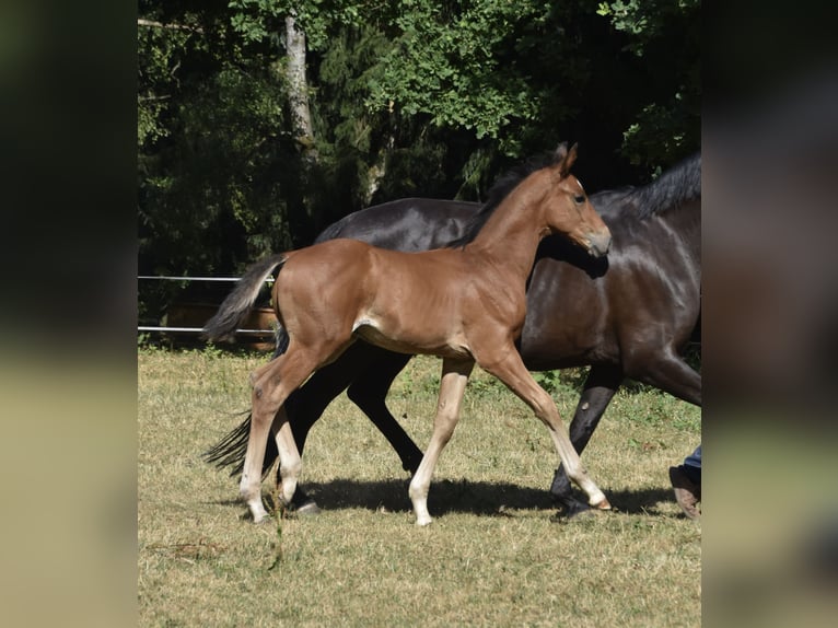 Caballo de deporte alemán Semental Potro (05/2026) 170 cm  in Konz
