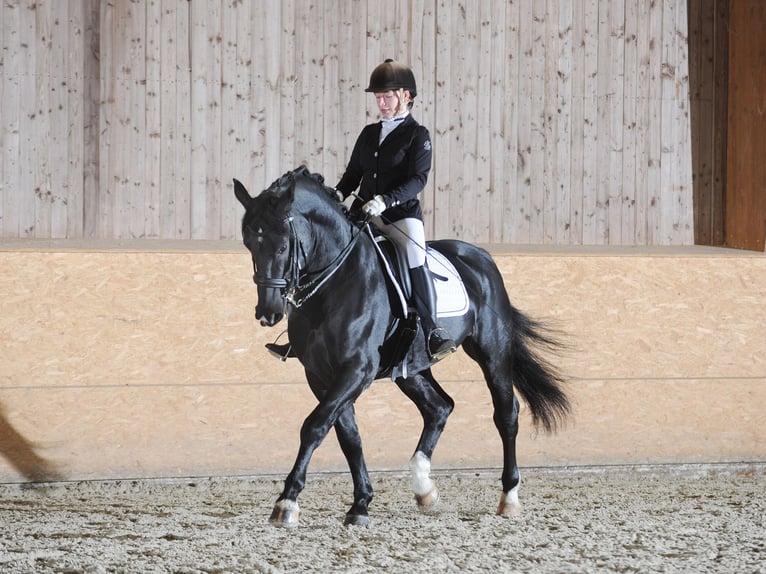 Caballo de deporte alemán Semental Potro (03/2024) 170 cm Castaño in Mahlow