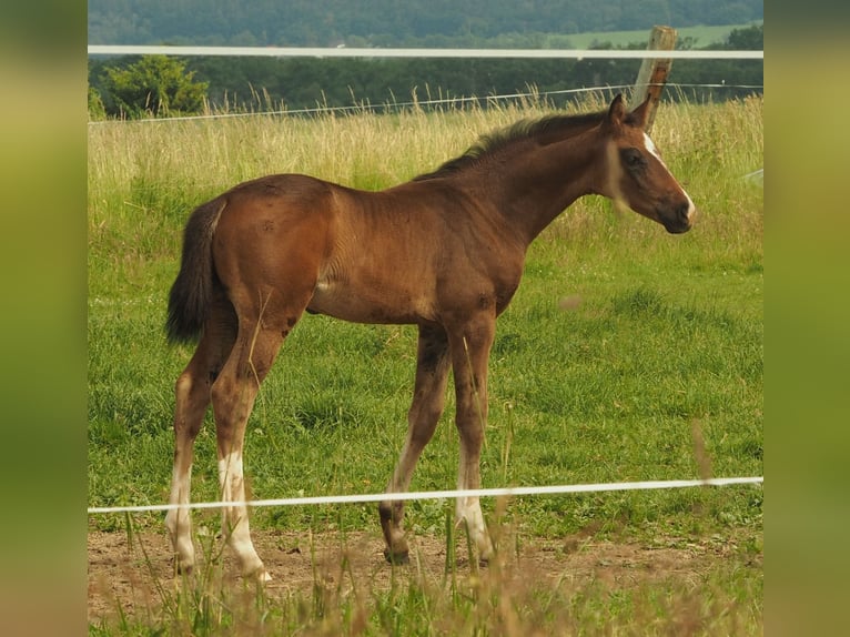 Caballo de deporte alemán Semental Potro (05/2026) 170 cm Castaño in Langenwetzendorf