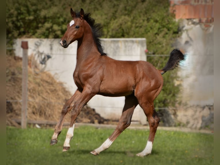 Caballo de deporte alemán Semental Potro (05/2024) 170 cm Castaño in Schönau-Berzdorf