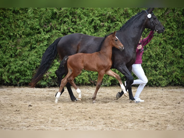 Caballo de deporte alemán Semental Potro (05/2024) 170 cm Castaño in Schönau-Berzdorf