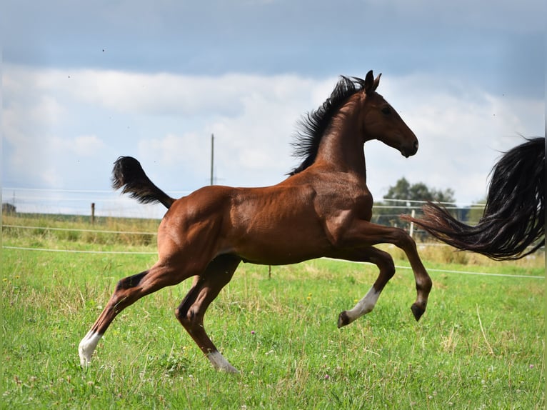 Caballo de deporte alemán Semental Potro (05/2024) 170 cm Castaño in Schönau-Berzdorf