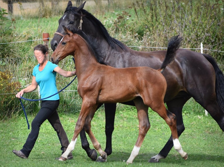 Caballo de deporte alemán Semental Potro (05/2024) 170 cm Castaño in Schönau-Berzdorf