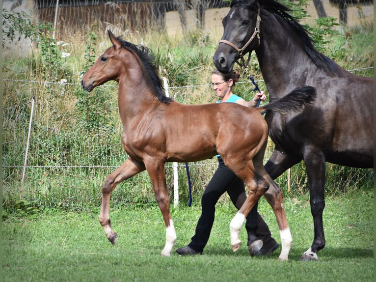 Caballo de deporte alemán Semental Potro (05/2024) 170 cm Castaño in Schönau-Berzdorf