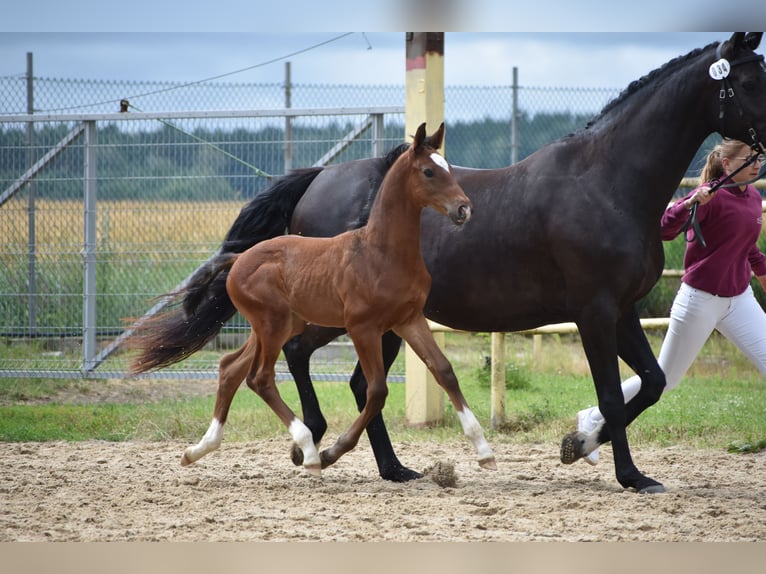 Caballo de deporte alemán Semental Potro (05/2024) 170 cm Castaño in Schönau-Berzdorf