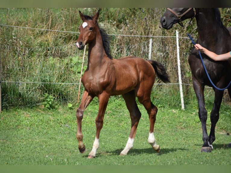 Caballo de deporte alemán Semental Potro (05/2024) 170 cm Castaño in Schönau-Berzdorf