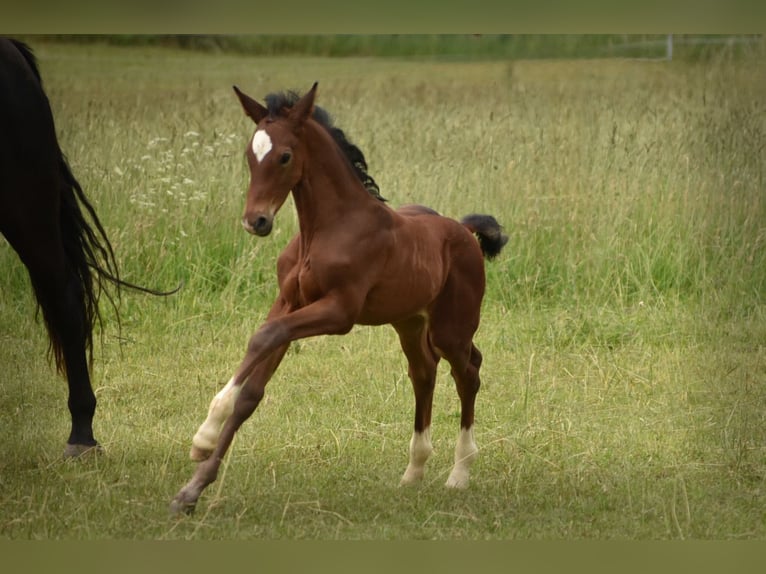 Caballo de deporte alemán Semental Potro (05/2024) 170 cm Castaño in Schönau-Berzdorf