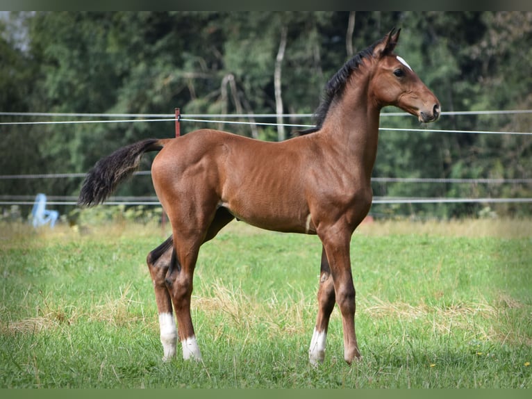 Caballo de deporte alemán Semental Potro (05/2024) 170 cm Castaño in Schönau-Berzdorf