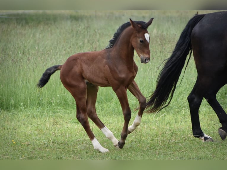 Caballo de deporte alemán Semental Potro (05/2024) 170 cm Castaño in Schönau-Berzdorf