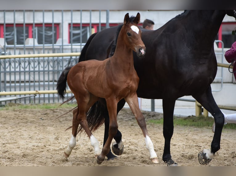 Caballo de deporte alemán Semental Potro (05/2024) 170 cm Castaño in Schönau-Berzdorf