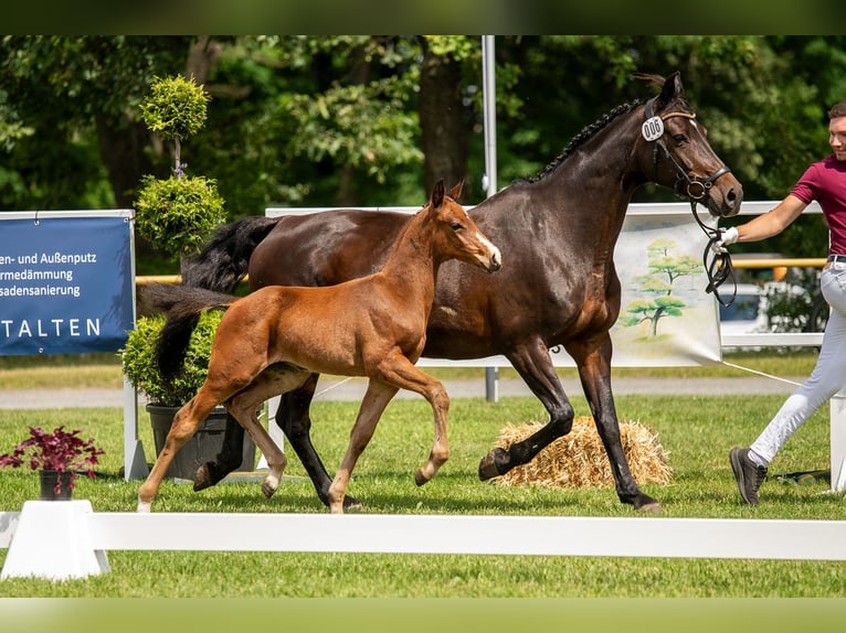 Caballo de deporte alemán Semental Potro (05/2024) 170 cm Castaño in Zahna-Elster