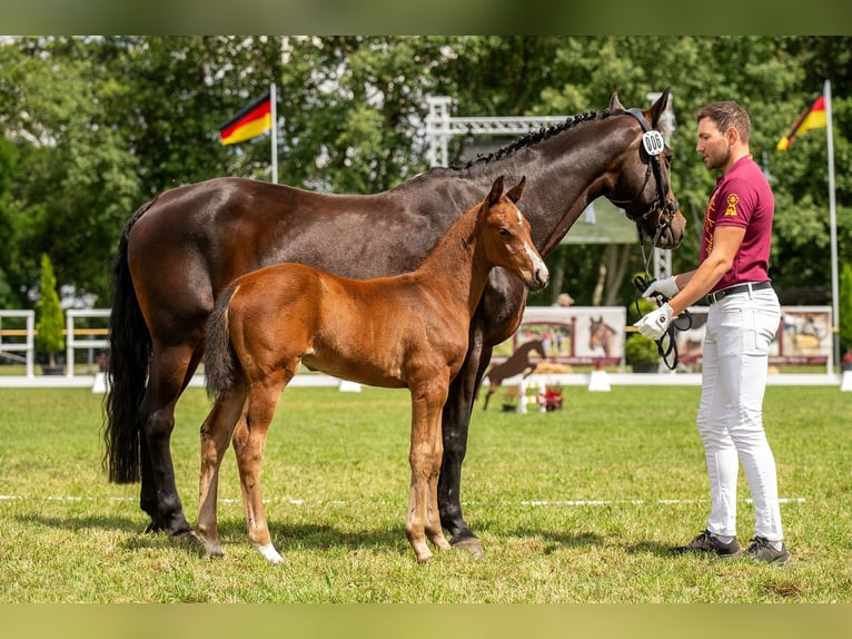 Caballo de deporte alemán Semental Potro (05/2024) 170 cm Castaño in Zahna-Elster