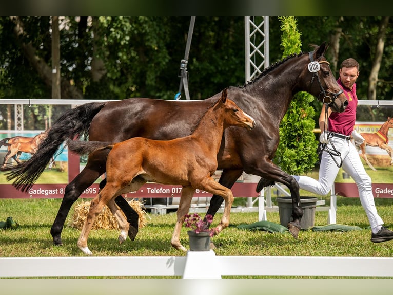 Caballo de deporte alemán Semental Potro (05/2024) 170 cm Castaño in Zahna-Elster