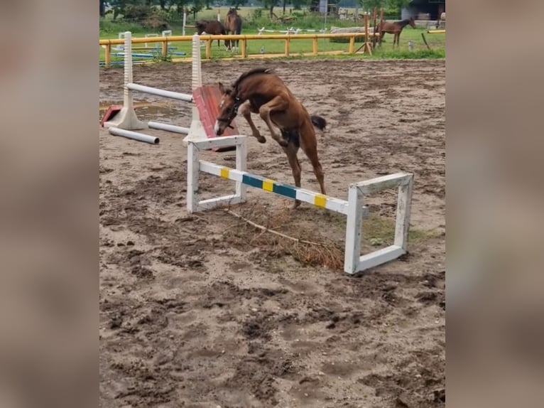 Caballo de deporte alemán Semental Potro (05/2024) 170 cm Castaño in Zahna-Elster