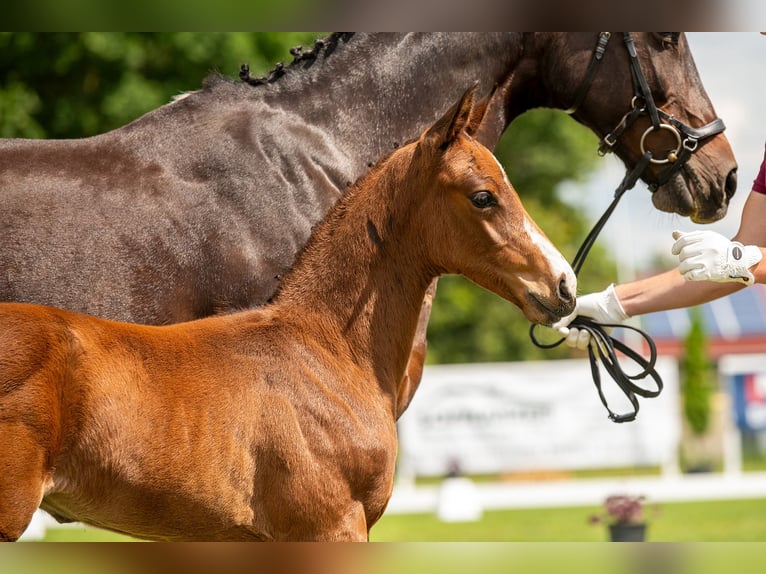 Caballo de deporte alemán Semental Potro (05/2024) 170 cm Castaño in Zahna-Elster