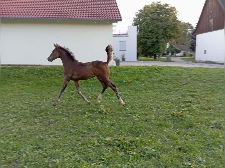 Caballo de deporte alemán Semental  170 cm Castaño in Leutkirch im Allgäu