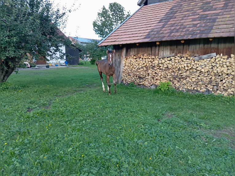 Caballo de deporte alemán Semental  170 cm Castaño in Leutkirch im Allgäu