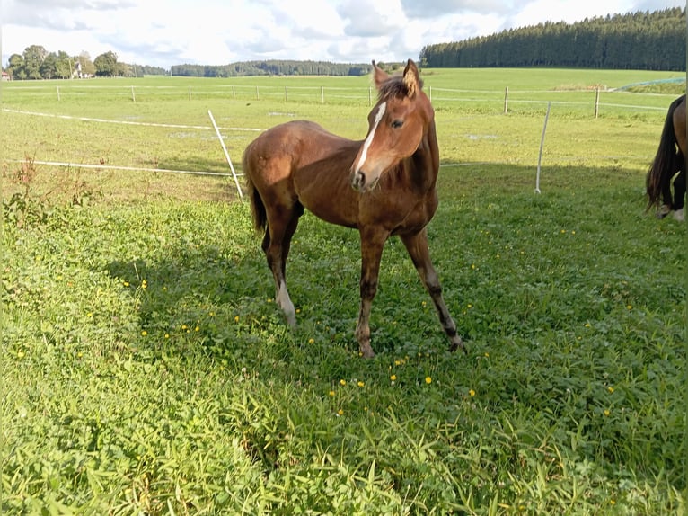 Caballo de deporte alemán Semental  170 cm Castaño in Leutkirch im Allgäu