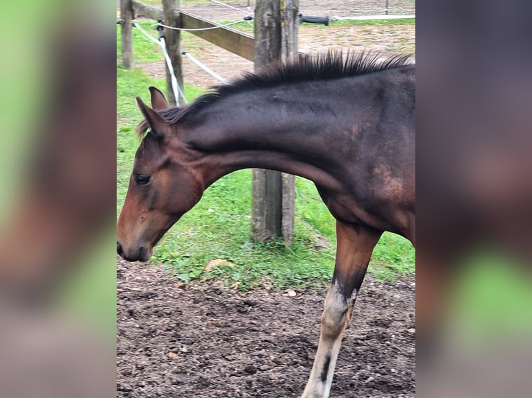 Caballo de deporte alemán Semental Potro (05/2024) 170 cm Castaño oscuro in Königsmoos