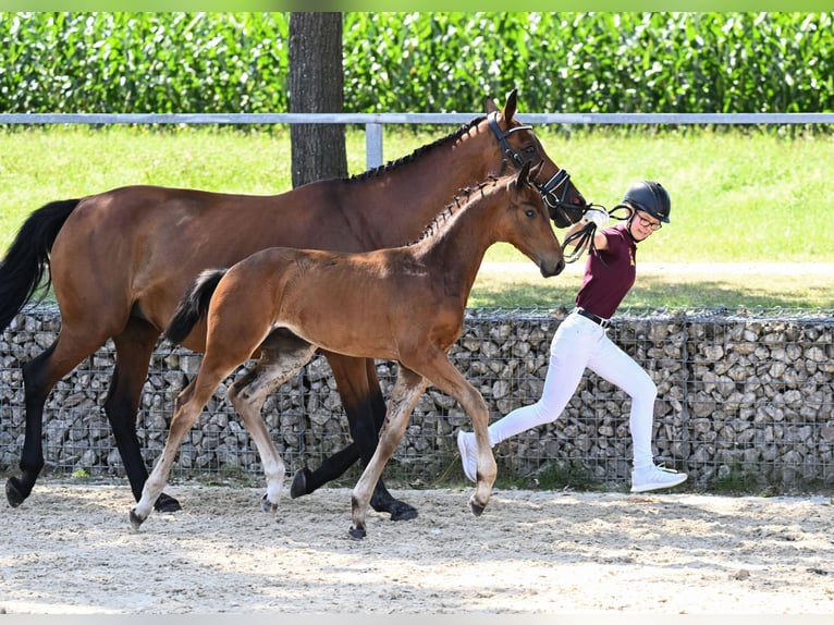 Caballo de deporte alemán Semental Potro (05/2024) 170 cm Castaño oscuro in Königsmoos