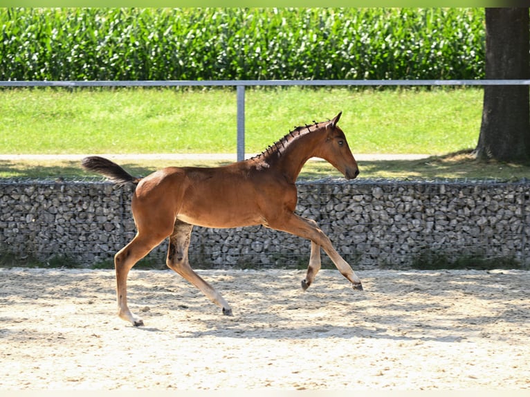 Caballo de deporte alemán Semental Potro (05/2024) 170 cm Castaño oscuro in Königsmoos