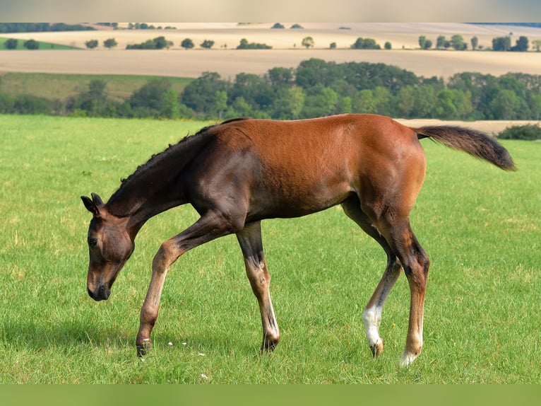 Caballo de deporte alemán Semental Potro (04/2025) 170 cm Castaño oscuro in Dornburg-Camburg
