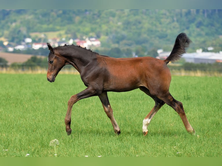 Caballo de deporte alemán Semental Potro (04/2025) 170 cm Castaño oscuro in Dornburg-Camburg