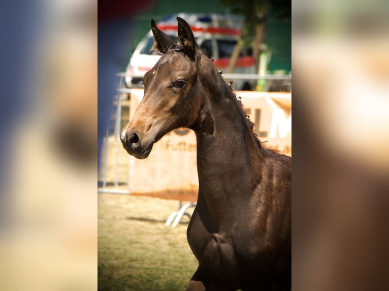Caballo de deporte alemán Semental Potro (04/2026) 170 cm Castaño oscuro in Ertingen