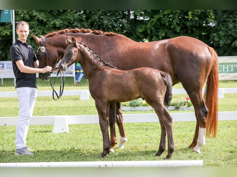 Caballo de deporte alemán Semental Potro (04/2024) 170 cm Morcillo in Aulendorf