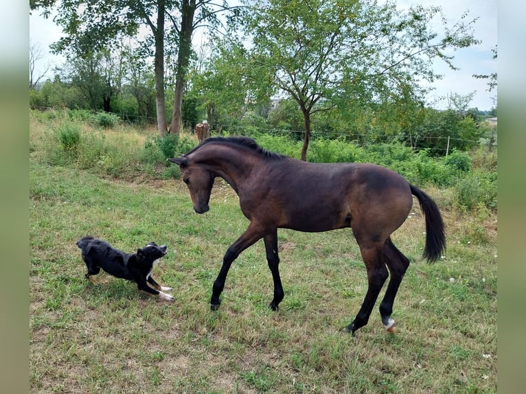 Caballo de deporte alemán Semental Potro (03/2026) 170 cm Musgo in Querfurt