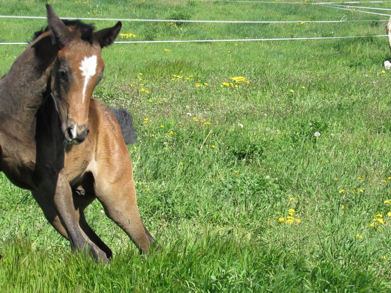 Caballo de deporte alemán Semental Potro (03/2026) 170 cm Musgo in Querfurt