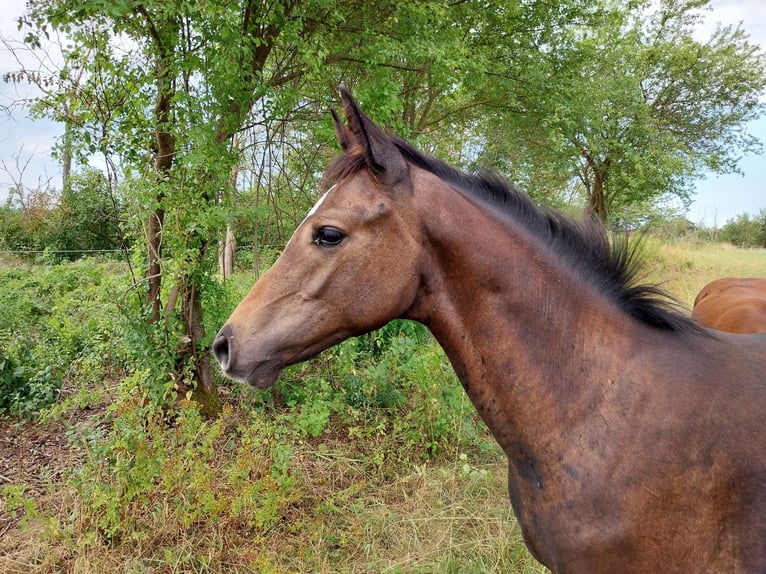 Caballo de deporte alemán Semental Potro (03/2026) 170 cm Musgo in Querfurt