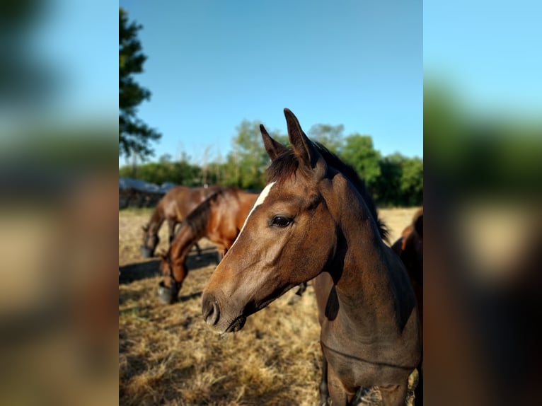 Caballo de deporte alemán Semental Potro (03/2026) 170 cm Musgo in Querfurt