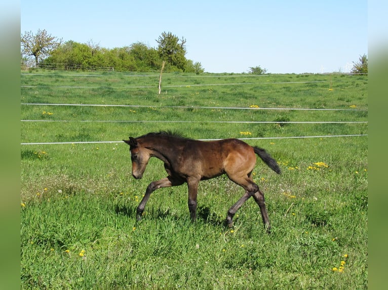 Caballo de deporte alemán Semental Potro (03/2026) 170 cm Musgo in Querfurt