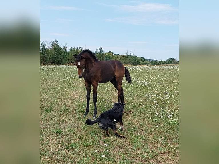 Caballo de deporte alemán Semental Potro (03/2026) 170 cm Musgo in Querfurt