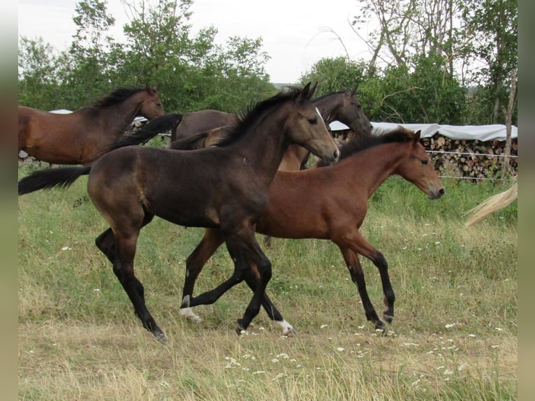 Caballo de deporte alemán Semental Potro (03/2026) 170 cm Musgo in Querfurt