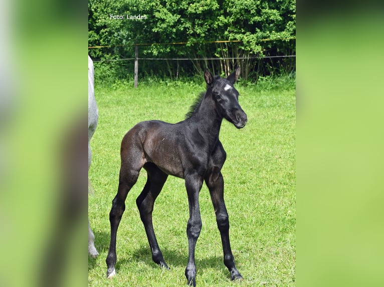 Caballo de deporte alemán Semental Potro (05/2024) 170 cm Musgo in Ingolstadt